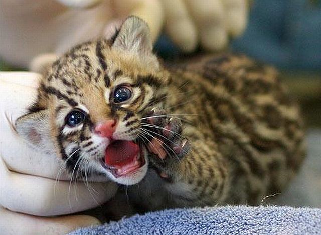 baby animals pictures. Baby animals born at zoos (26