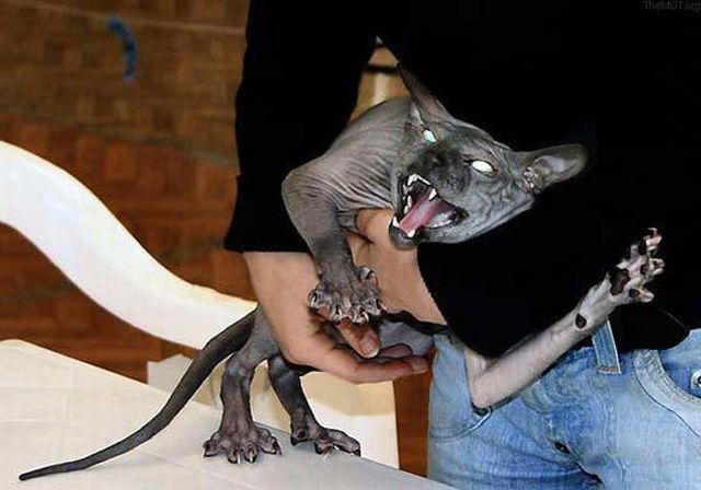 Daily picdump (121 pics)