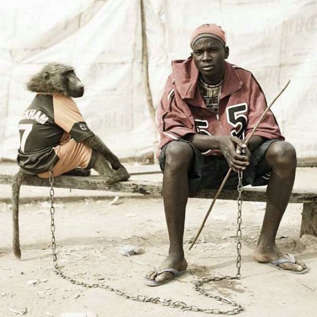 What do they have as pets in Africa (14 pics)