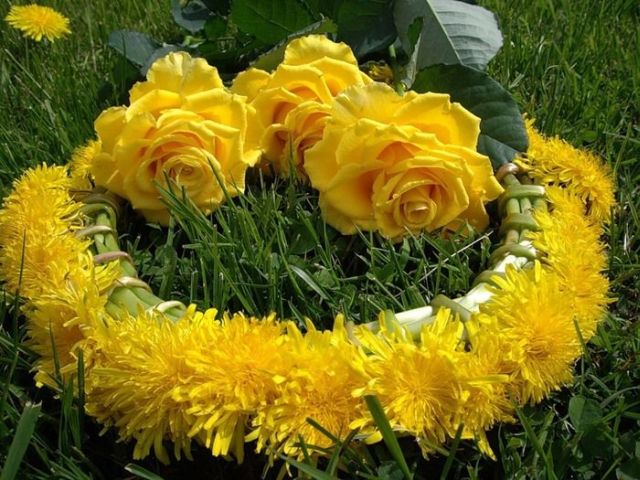 Beautiful yellow roses (32 pics)