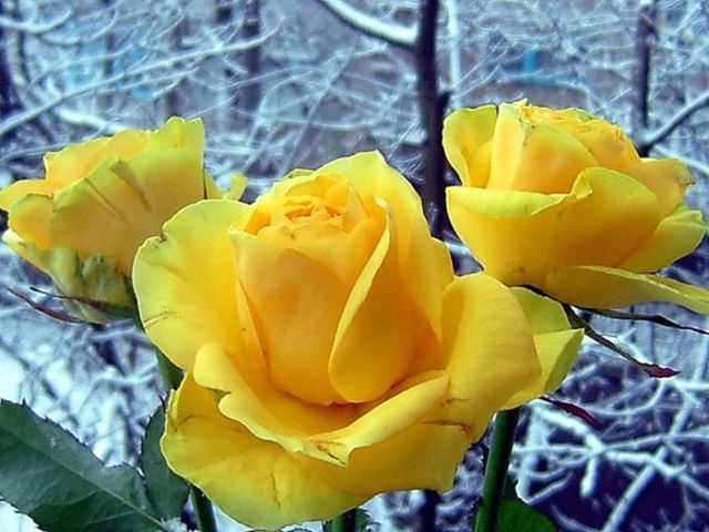 6 Beautiful yellow roses (32