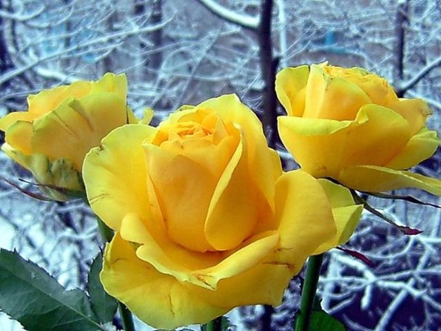 Beautiful yellow roses (32 pics)