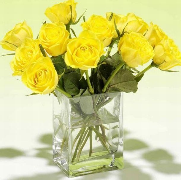 20 Beautiful yellow roses (32
