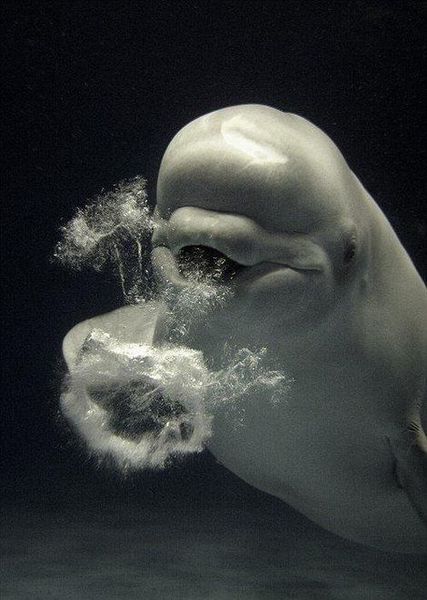 cute beluga whale pictures. cute beluga whale pictures.