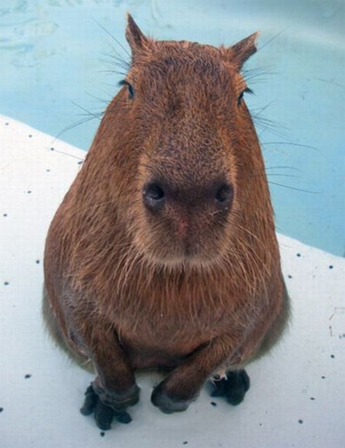 Funny Capybara Pictures