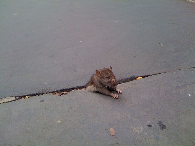 Rat Stuck in Sidewalk + some Photoshopping (33 pics)