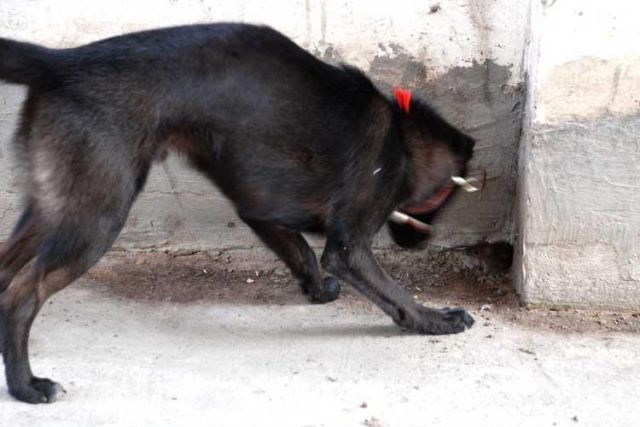 Funny Couple (17 pics)