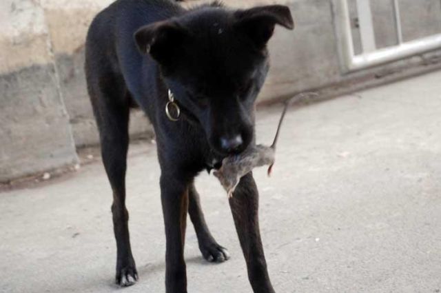 Funny Couple (17 pics)