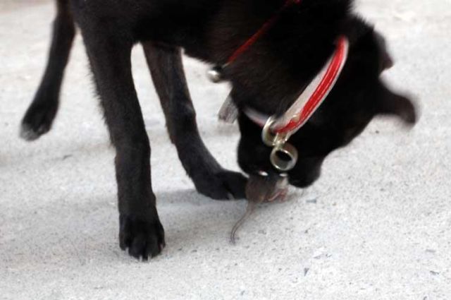 Funny Couple (17 pics)