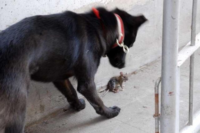 Funny Couple (17 pics)