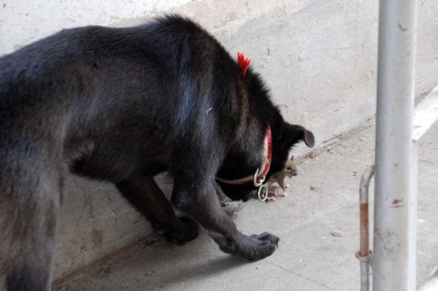 Funny Couple (17 pics)