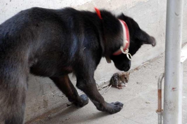 Funny Couple (17 pics)