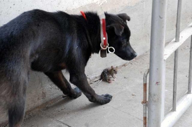 Funny Couple (17 pics)