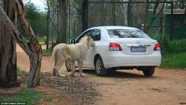 Trip to Safari Park Almost Became Fatal for the Whole Family (6 pics)