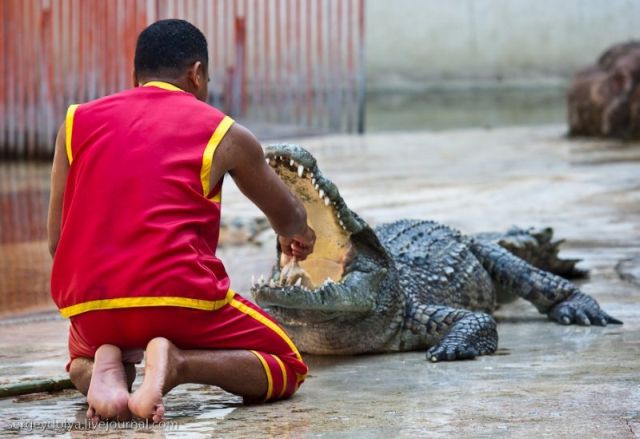 Scary and Incredible Crocodile Show (21 pics)