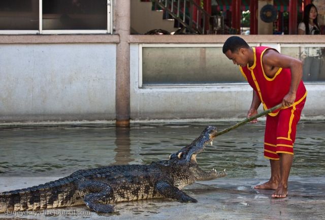 Scary and Incredible Crocodile Show (21 pics)