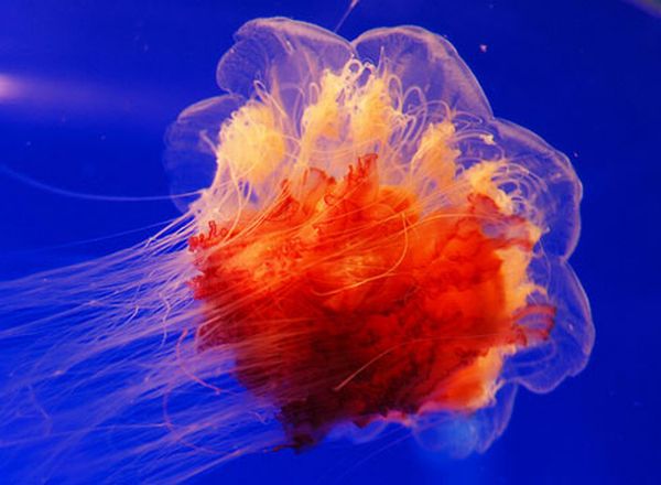 Incredibly Beautiful and Colorful Jellyfish (17 pics) - Izismile.com