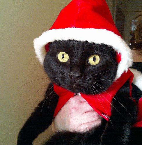 Animals In Santa Hats (100 pics) - Izismile.com