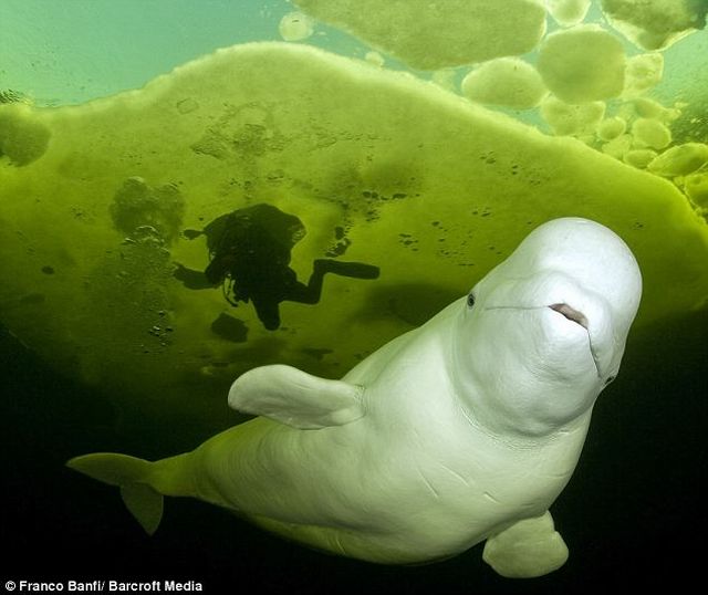 beluga whale drawing. cute eluga whale pictures.