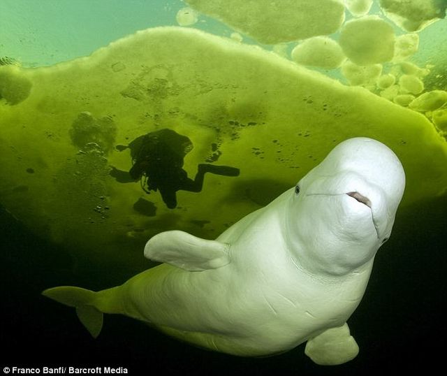 beluga whale. More posts on Beluga whales: