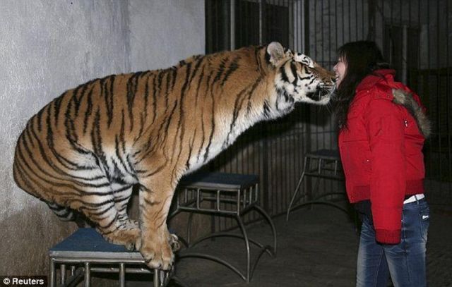 Messing with a Tiger (3 pics)
