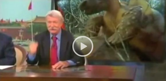 Olympic Turtle Gymnastics (video)