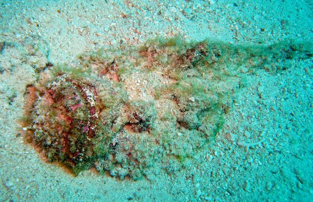 Deadly Stonefish (20 pics)