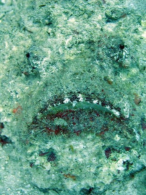 Deadly Stonefish (20 pics)
