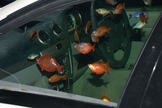 Fish Live in the Car (9 pics)