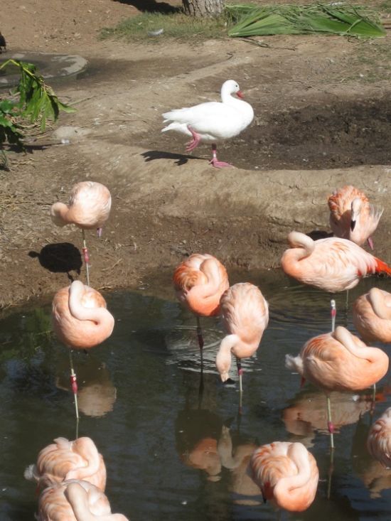 Flamingo Wannabe�s (2 pics)