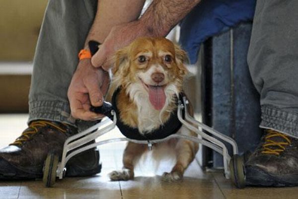 A Wheelchair for A Dog (4 pics + 1 video)