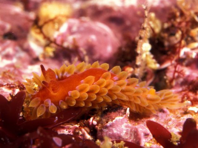 Amazing Sea Slugs (31 pics)