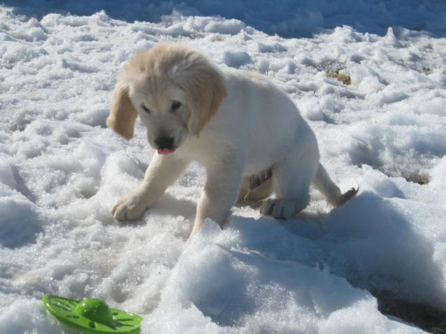 Such a Precious Puppy! (15 pics)