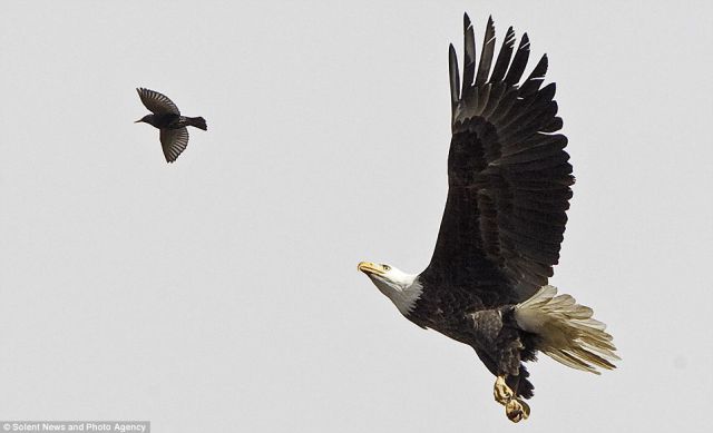 Hungry Bald Eagle (4 pics)