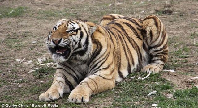 Dangerous Games with Tigers (5 pics)