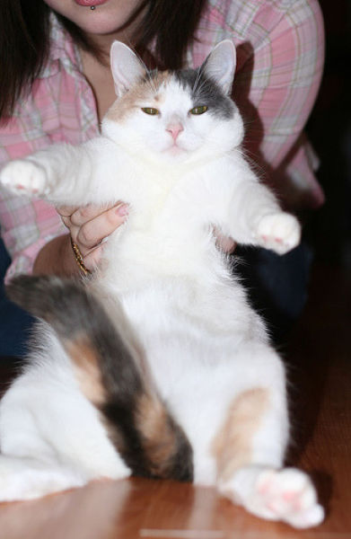 Fatty Cats (62 pics)