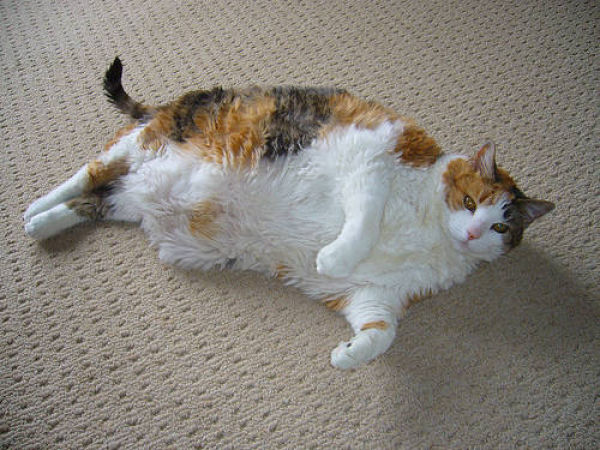 Fatty Cats (62 pics)