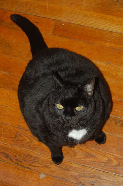 Fatty Cats (62 pics)