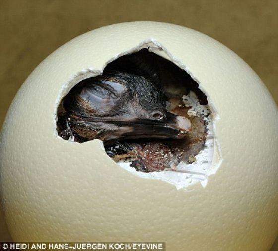 Hatching from the Egg (12 pics) - Izismile.com