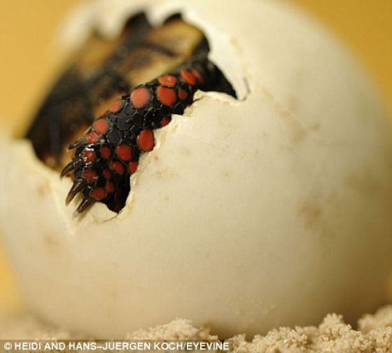 Hatching from the Egg (12 pics)