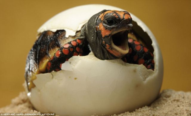 Hatching from the Egg (12 pics)