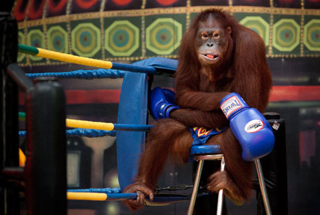Orangutan Boxing Show (14 pics) - Izismile.com