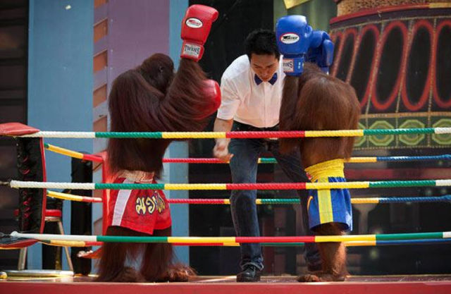 Orangutan Boxing Show (14 pics)