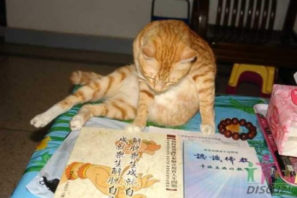 Cat That Likes to Read (14 pics)