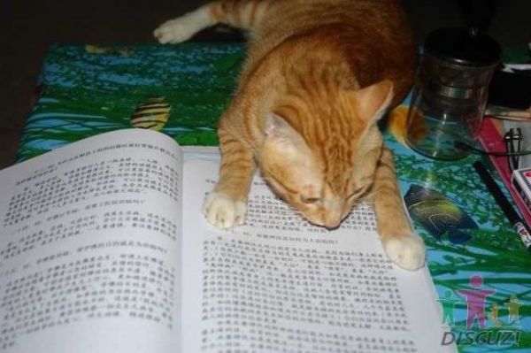 Cat That Likes to Read (14 pics)