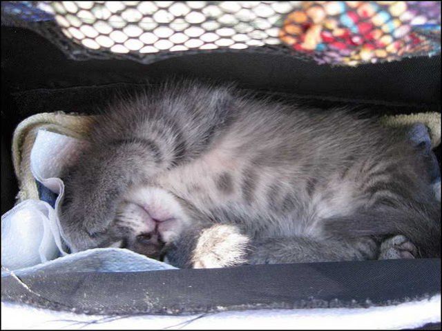 Backpacking Kitty!!! (20 pics)