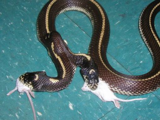 Snakes with Two Heads (28 pics)