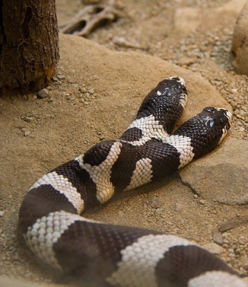 Snakes with Two Heads (28 pics)