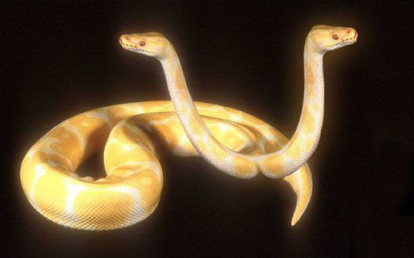 Snakes with Two Heads (28 pics)