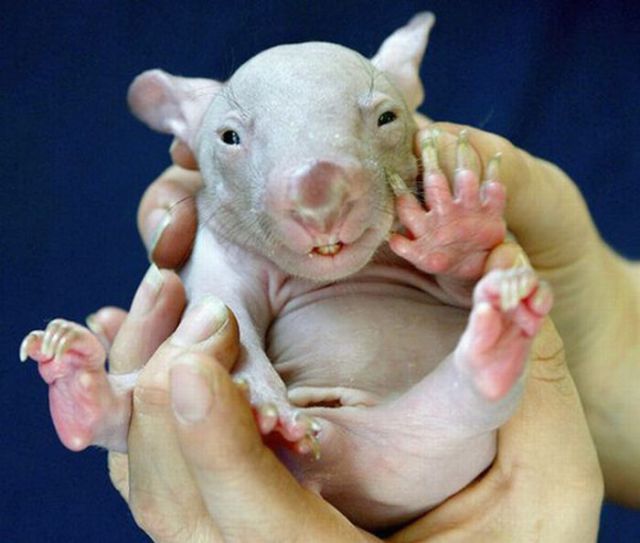 Ugly but Cute Baby Animals (55 pics)